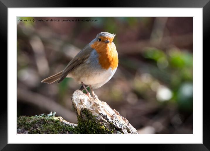 Animal bird Framed Mounted Print by Claire Castelli