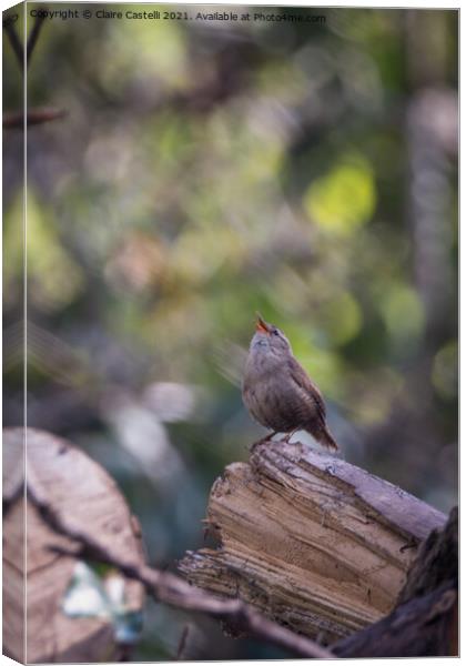 A small wren perched on a tree branch Canvas Print by Claire Castelli