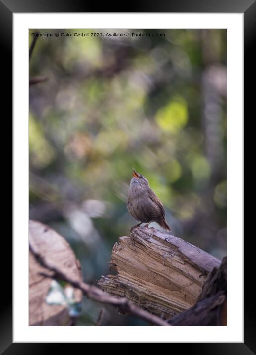 A small wren perched on a tree branch Framed Mounted Print by Claire Castelli