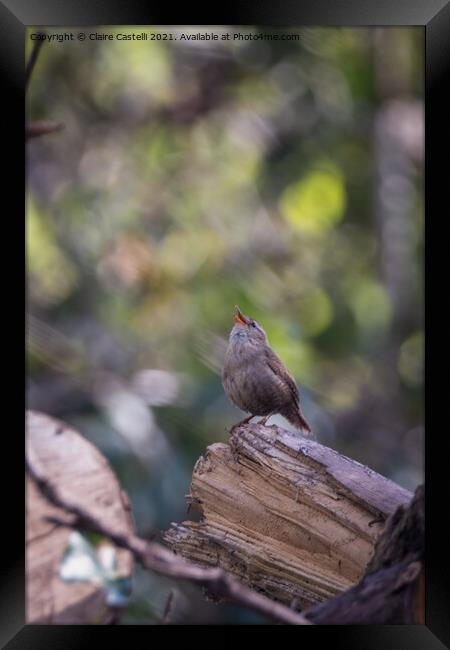 A small wren perched on a tree branch Framed Print by Claire Castelli