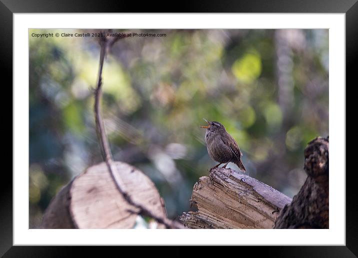 A small wren perched on a tree branch Framed Mounted Print by Claire Castelli