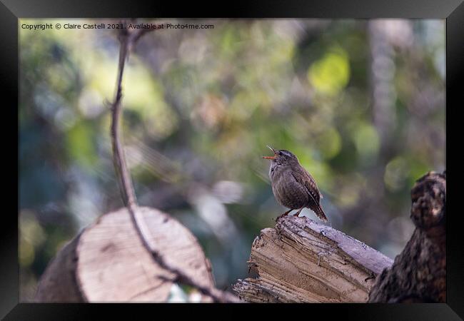 A small wren perched on a tree branch Framed Print by Claire Castelli