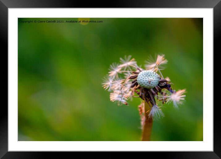 Dandelion Head Framed Mounted Print by Claire Castelli