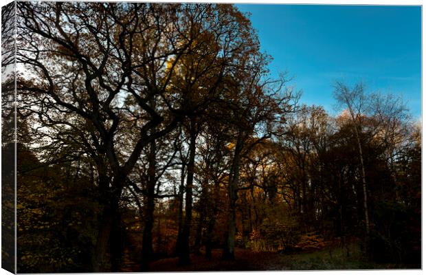 Sunlit woodland under a pastel blue sky Canvas Print by Jim Jones