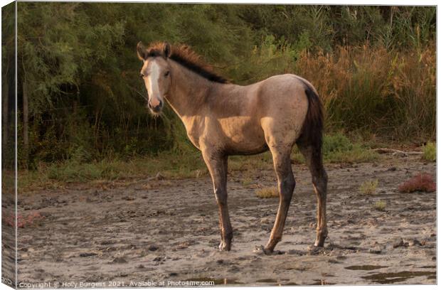 Dawn's First Light: Camargue Foal Canvas Print by Holly Burgess