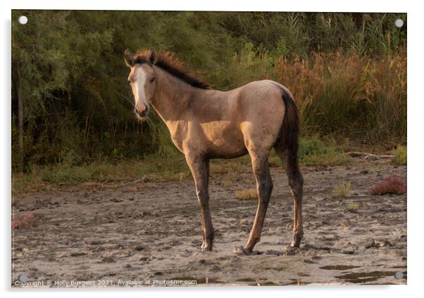 Dawn's First Light: Camargue Foal Acrylic by Holly Burgess