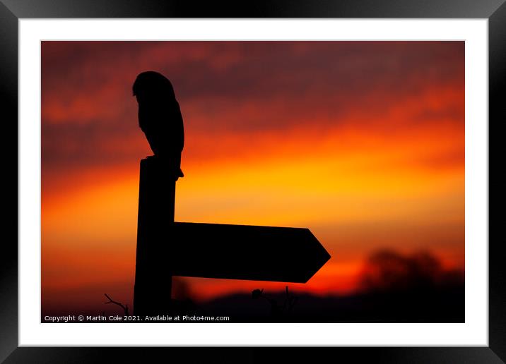 Barn owl sunrise Framed Mounted Print by Martin Cole