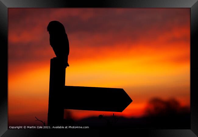 Barn owl sunrise Framed Print by Martin Cole