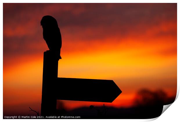 Barn owl sunrise Print by Martin Cole