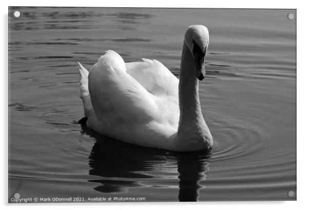 Swan in motion Acrylic by Mark ODonnell