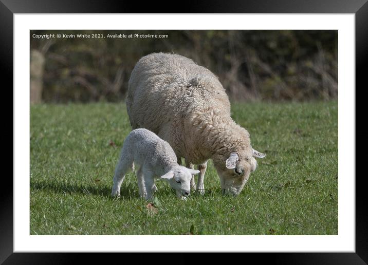 New Lamb Framed Mounted Print by Kevin White