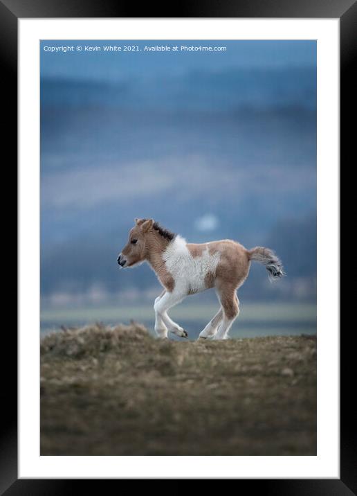 Dartmoor foal Framed Mounted Print by Kevin White