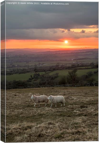 Sheep grazing at sunset Canvas Print by Kevin White