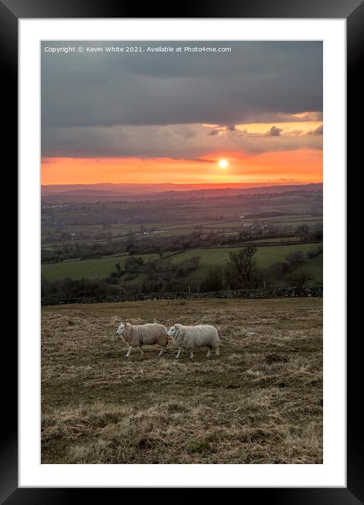Sheep grazing at sunset Framed Mounted Print by Kevin White