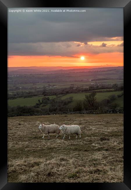 Sheep grazing at sunset Framed Print by Kevin White