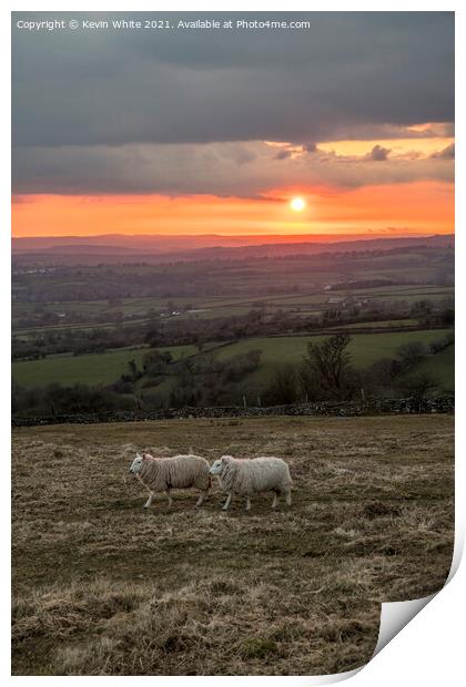 Sheep grazing at sunset Print by Kevin White