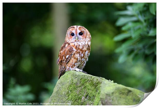 Animal bird Print by Martin Cole