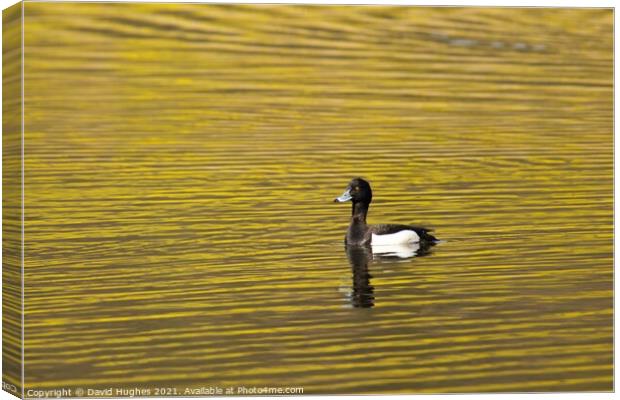 Tufted duck on golden pond Canvas Print by David Hughes
