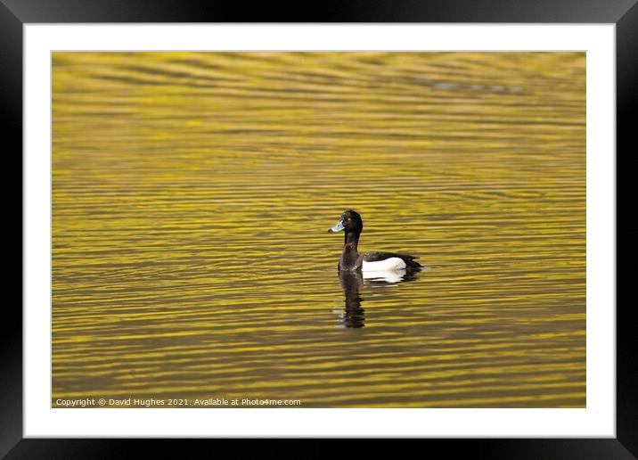 Tufted duck on golden pond Framed Mounted Print by David Hughes