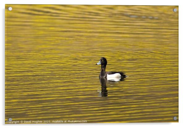 Tufted duck on golden pond Acrylic by David Hughes