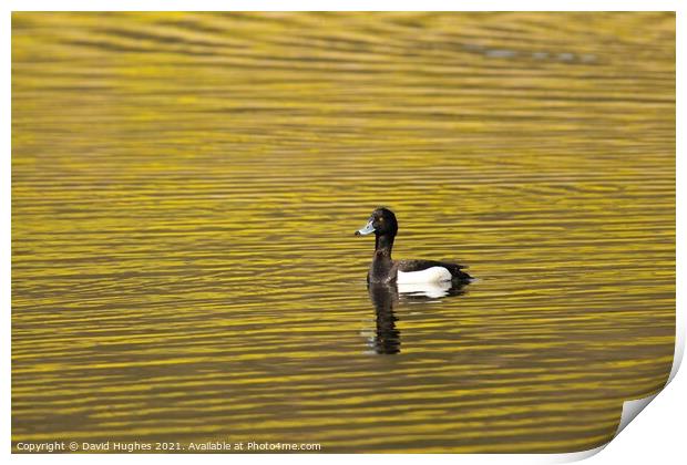 Tufted duck on golden pond Print by David Hughes