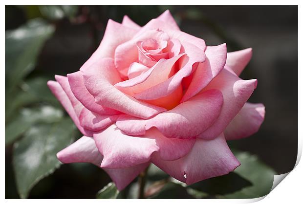 Pale Pink Rose Print by Steve Purnell