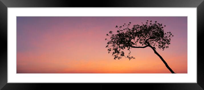 Sunrise Tree Framed Mounted Print by Sonny Ryse