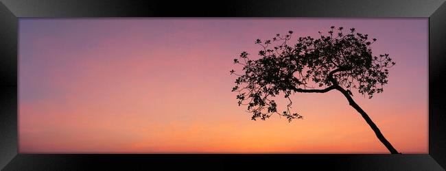 Sunrise Tree Framed Print by Sonny Ryse