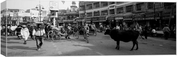 Varanasi street scene india with cows Black and white Canvas Print by Sonny Ryse