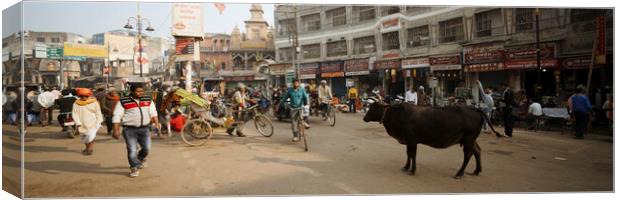 Varanasi street scene india with cows Canvas Print by Sonny Ryse