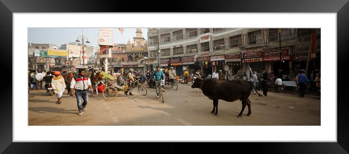 Varanasi street scene india with cows Framed Mounted Print by Sonny Ryse