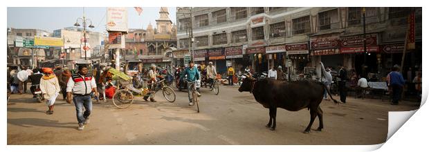 Varanasi street scene india with cows Print by Sonny Ryse