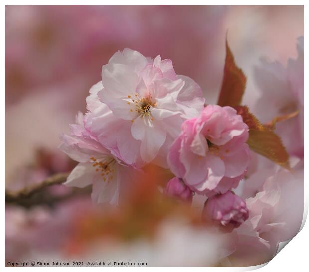 Cherry Blossom Print by Simon Johnson