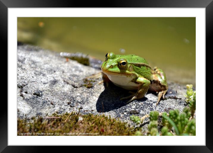 Cute green frog on the shore of a pond Framed Mounted Print by Paulina Sator