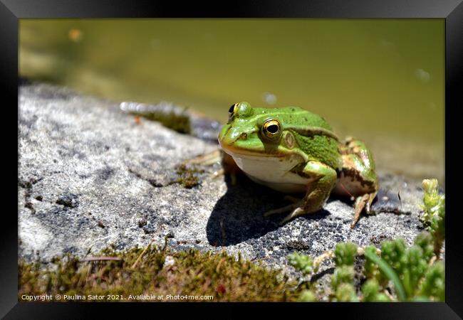 Cute green frog on the shore of a pond Framed Print by Paulina Sator