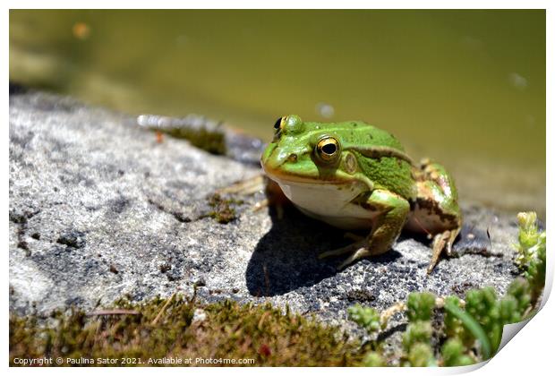 Cute green frog on the shore of a pond Print by Paulina Sator