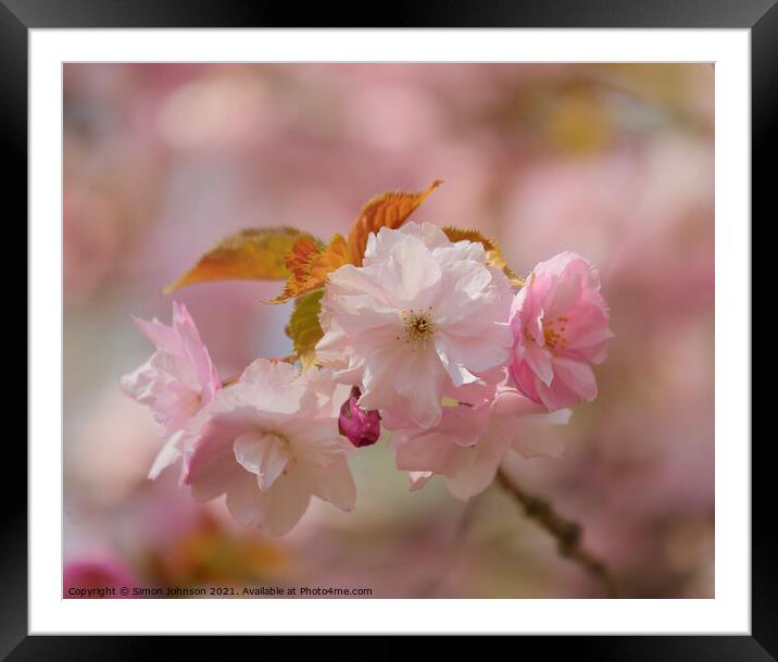 Spring blossom Framed Mounted Print by Simon Johnson