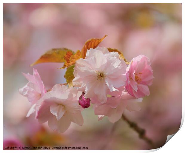 Spring blossom Print by Simon Johnson