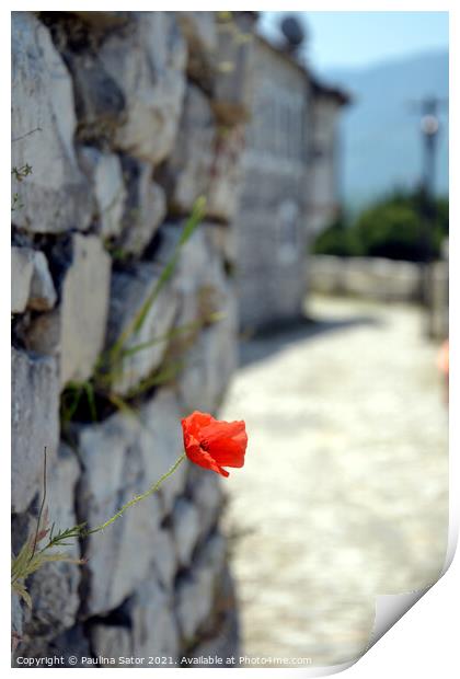 Red poppy flower on the castle rock   Print by Paulina Sator