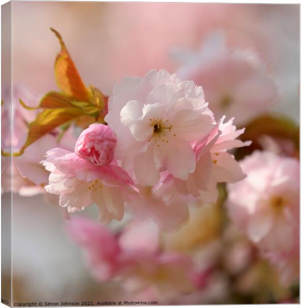 Sunlit Blossom Canvas Print by Simon Johnson