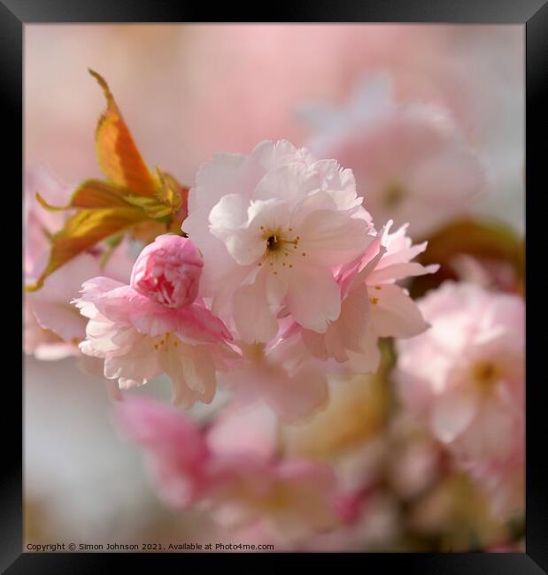 Sunlit Blossom Framed Print by Simon Johnson