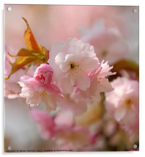 Sunlit Blossom Acrylic by Simon Johnson