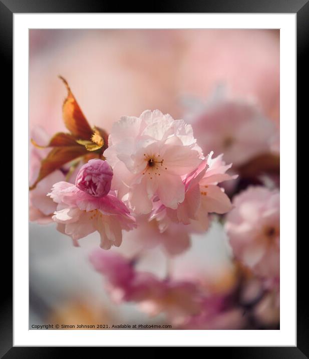 Cherry bloosom Framed Mounted Print by Simon Johnson