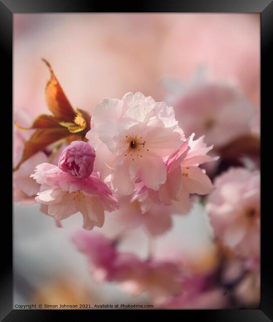 Cherry bloosom Framed Print by Simon Johnson