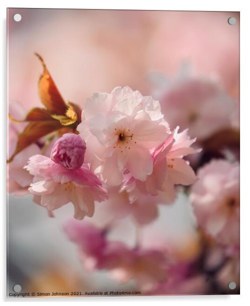 Cherry bloosom Acrylic by Simon Johnson