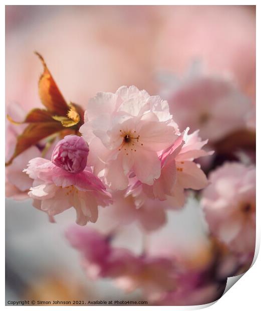 Cherry bloosom Print by Simon Johnson