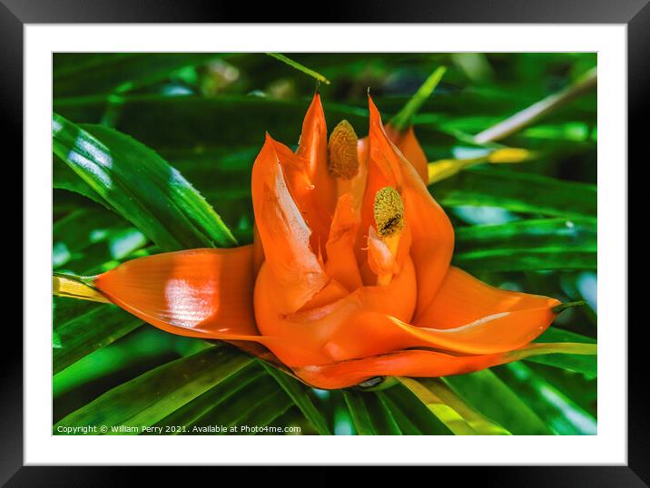 Colorful Orange Flowering Pandanus Flower Florida Framed Mounted Print by William Perry