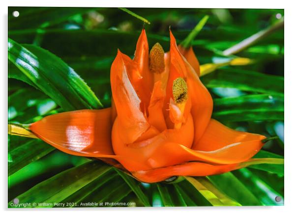 Colorful Orange Flowering Pandanus Flower Florida Acrylic by William Perry