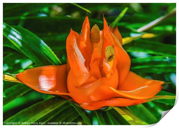 Colorful Orange Flowering Pandanus Flower Florida Print by William Perry