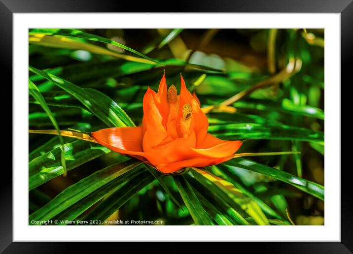 Colorful Orange Flowering Pandanus Flower Florida Framed Mounted Print by William Perry